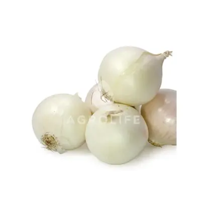 Toluca F1 / Толука F1