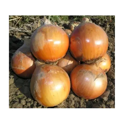 Helenas F1 / Хеленас F1