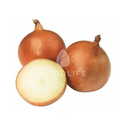 Hilton F1 / Хілтон F1