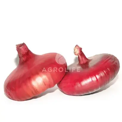 Jalisco F1 / Яліско F1