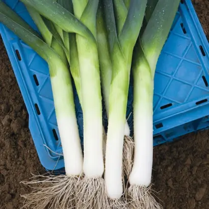 Jumper / Джампер