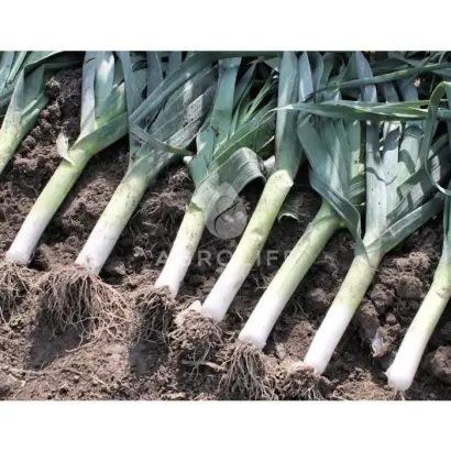 Columbus / Колумбус