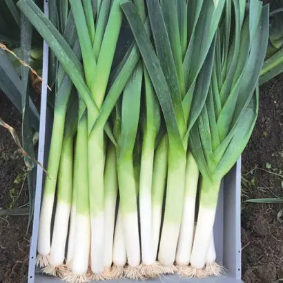 Krypton / Кріптон