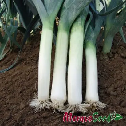 Terminal / Термінал