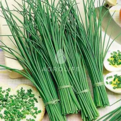 Bohemia / Богемія