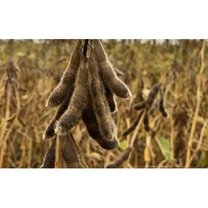 Abelina / Абеліна