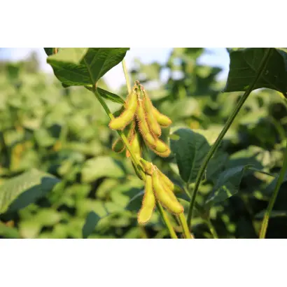 Abiola / Абіола