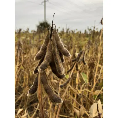 Adelfia / Адельфія