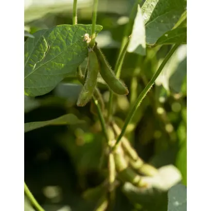 Acardia / Акардія