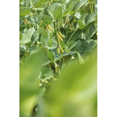 Albenga / Албенга