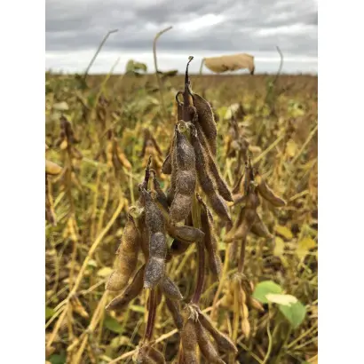 Alvesta / Альвеста