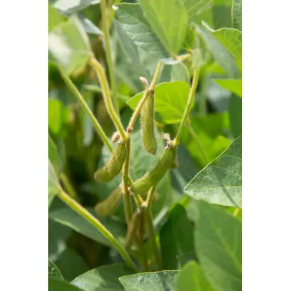 Amadea / Амадеа