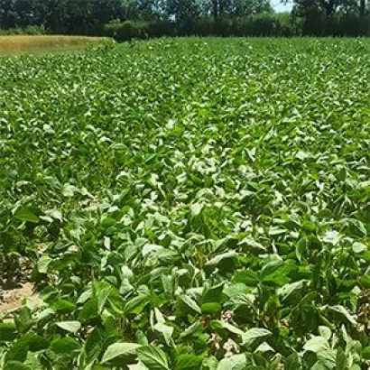 Ambella / Амбелла