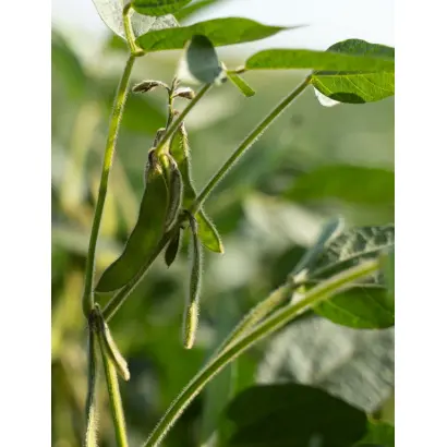 Angelica / Ангеліка