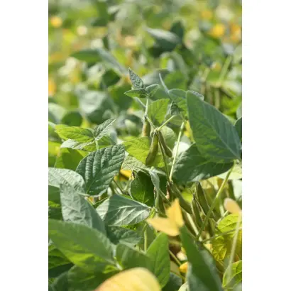 Aurelina / Ауреліна