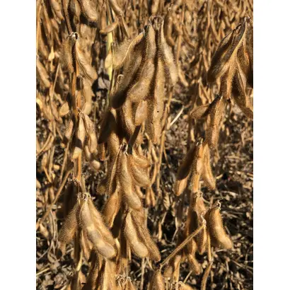 Achillea / Ахілеа