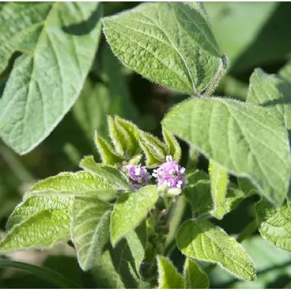 Bettina / Беттіна