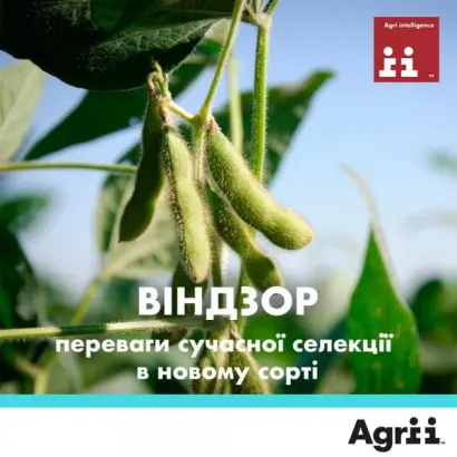 Windsor / Віндзор