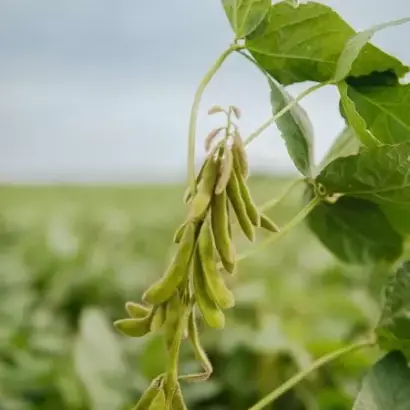 GL Melanie / ГЛ Мелані