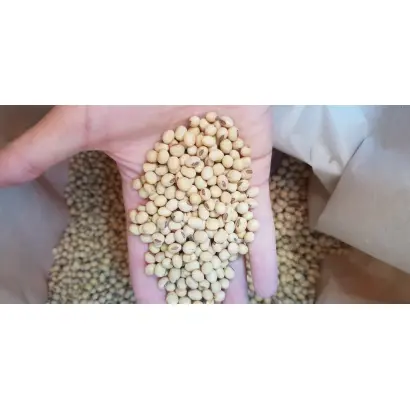 DM DINIPRA / ДМ ДІНІПРА