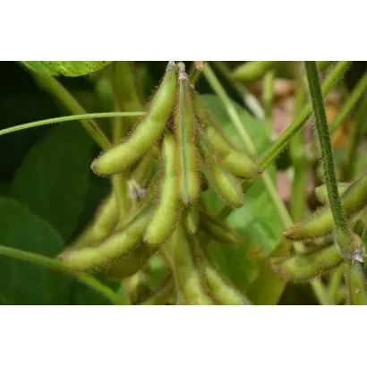 ES ALBATOR / ЕС АЛЬБАТОР