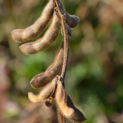 ES VISITOR / ЕС ВІЗИТОР