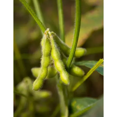 ES DIRECTOR / ЕС ДИРЕКТОР