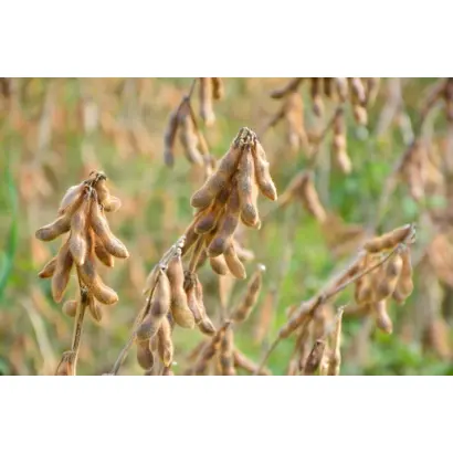 ES COLLECTOR / ЕС КОЛЕКТОР