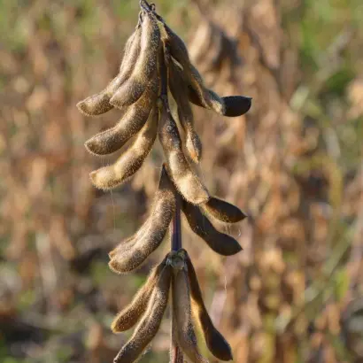 ES COMPOSITOR / ЕС КОМПОЗИТОР