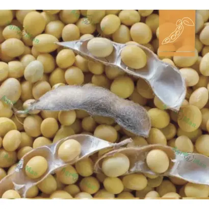 ES PROFESSOR / ЕС ПРОФЕСОР