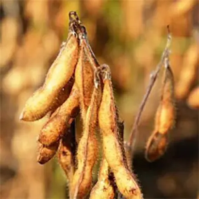 ES FAVOR / ЕС ФАВОР