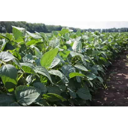 Златопільська