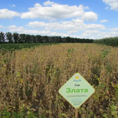 Златослава