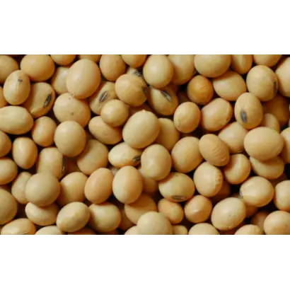 Calgary / Калгарі