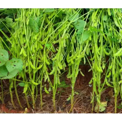 CREOLA / КРЕОЛА