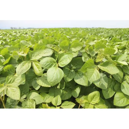 LID Educator / ЛІД Едукатор