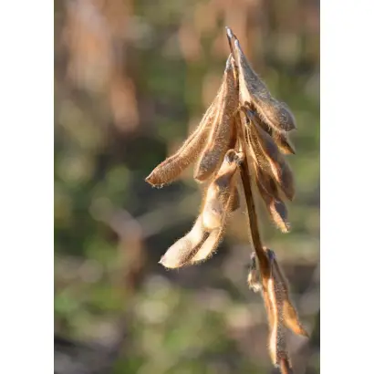 LID Constructor / ЛІД Конструктор