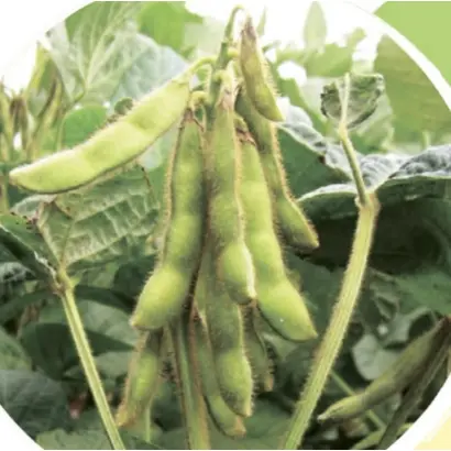 Maxus / Максус