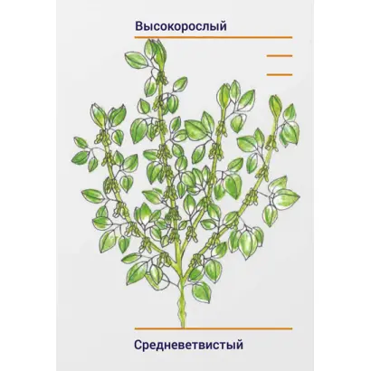 Nordika / Нордіка