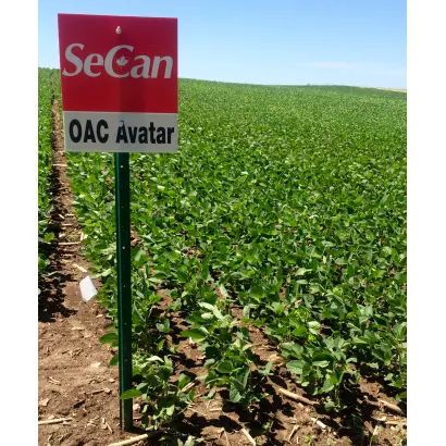 OAC Avatar / ОАЦ Аватар