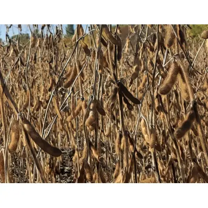 OAC Bounty / ОАЦ Баунті