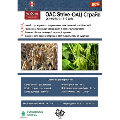 OAC Strive / ОАЦ Страйв