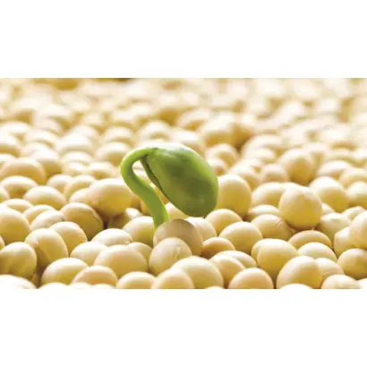 Перепілочка