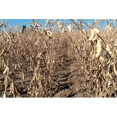 Південна Зоря