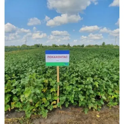 Pоcahontas / Покахонтас