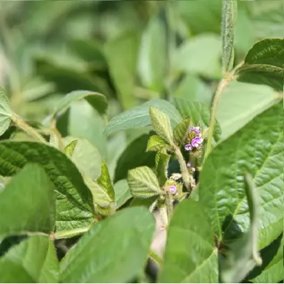 Regina / Регіна