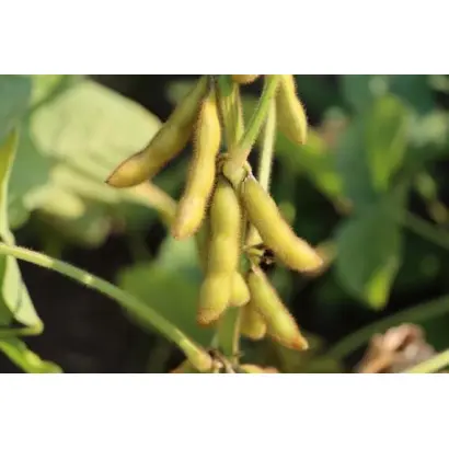 RGT SAKUSA / РЖТ САКУЗА