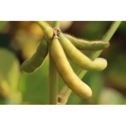 RGT SALSA / РЖТ САЛЬСА