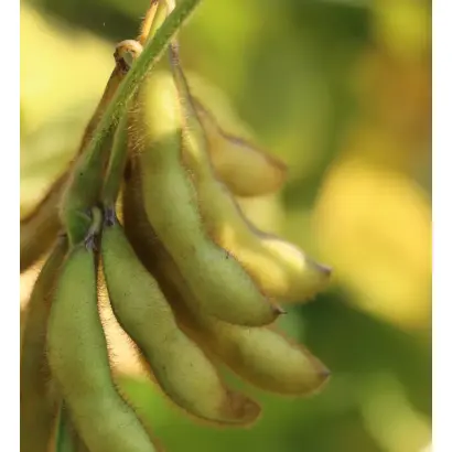 RGT SATELIA / РЖТ САТЕЛІЯ