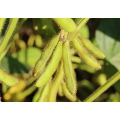 RGT SIGMA / РЖТ СІГМА